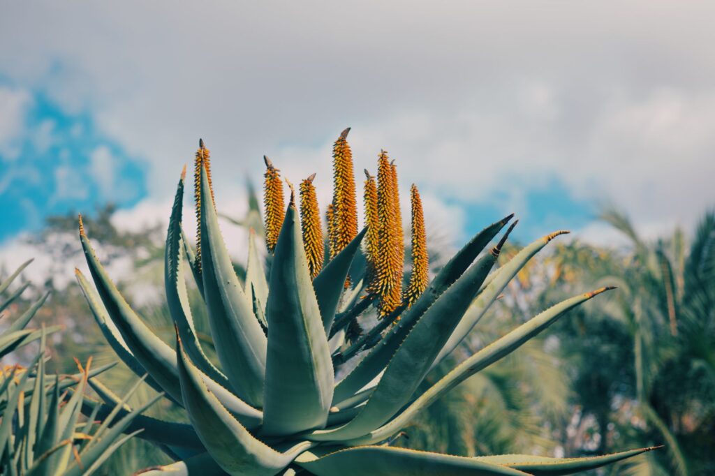 pexels photo 38948879